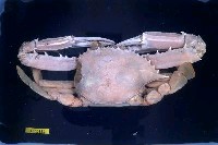 藏品(遠海梭子蟹)的圖片